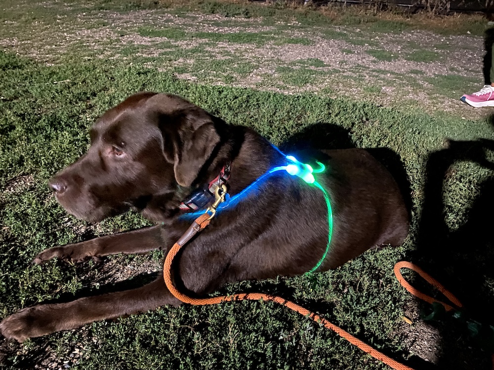 Nite Ize Nighthowl™ Rechargeable Lite Suit – Disco-O Select™ Makes Dogs Visible at Night